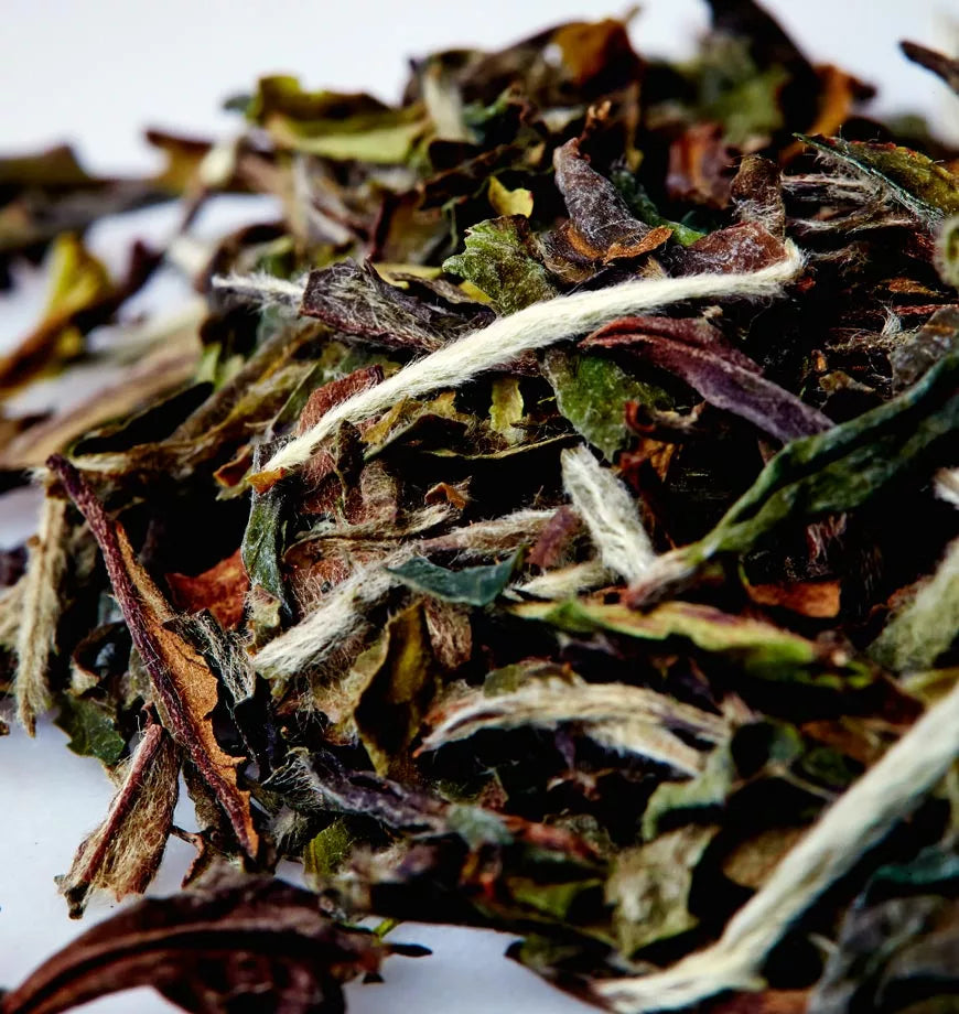 A close-up of organic Moon Bud white tea leaves, featuring a blend of white and green leaves in a natural pile.